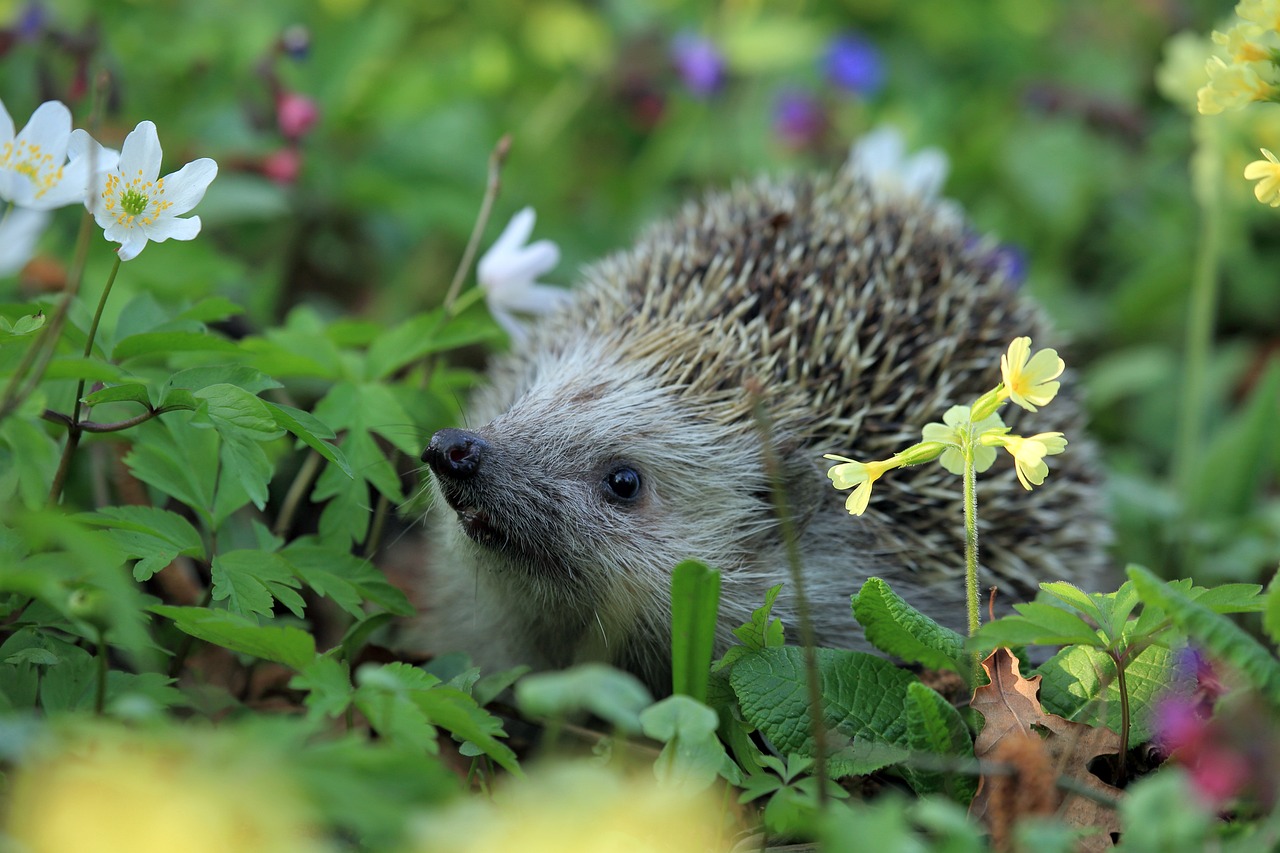 garden hedgehog